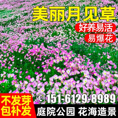 美丽月见草花籽四季公园花海景区