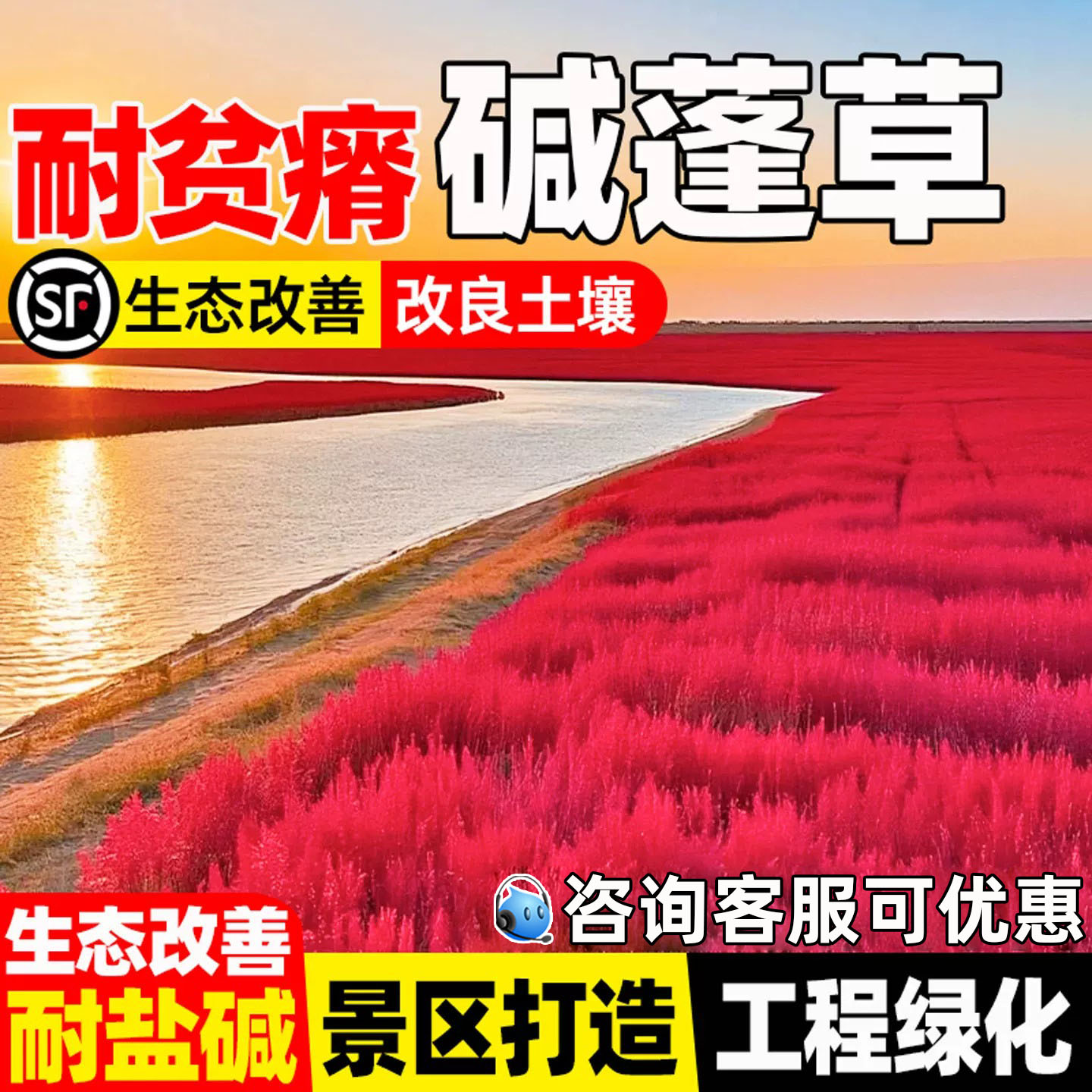 碱蓬草耐盐碱生态修复多年生绿化