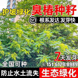 臭椿种子耐盐耐碱耐贫瘠林木灌木草籽多年生护坡固土生态绿化种籽