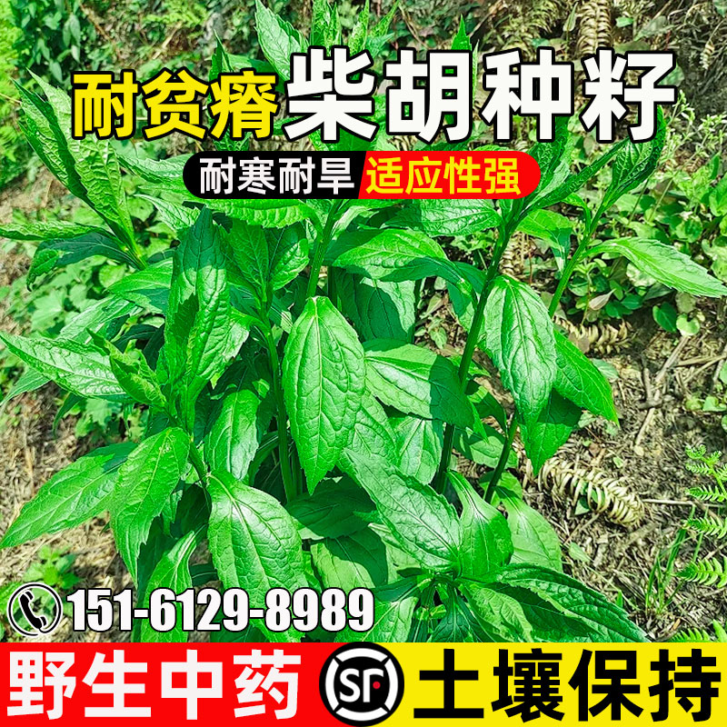 柴胡野生中药材种子药食两用绿化