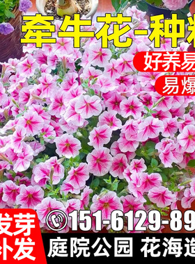 牵牛花种籽耐寒耐旱喇叭花籽公园庭院别墅花海爬藤野花组合花种子