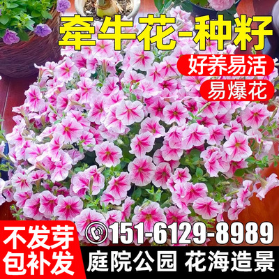 牵牛花种籽庭院公园花海花卉种子