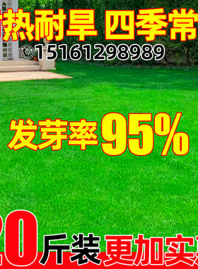草坪草籽四季常青庭院矮生地毯草护坡固土狗牙根高羊茅绿化草种子