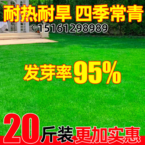 草坪草籽四季常青矮生地毯草种子