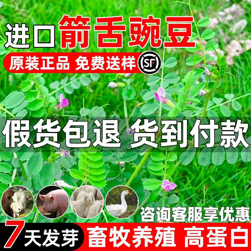 箭舌豌豆四季高产高蛋白多茬收割