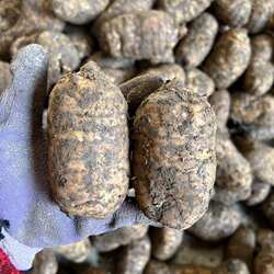 神农架天麻干农 特干片WII家自晒无天麻煲硫汤天麻老天麻可打粉十