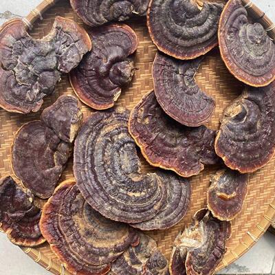 海南五指深山山雨林生纯野UGQ野无柄赤灵芝正品整枝灵芝生灵芝海