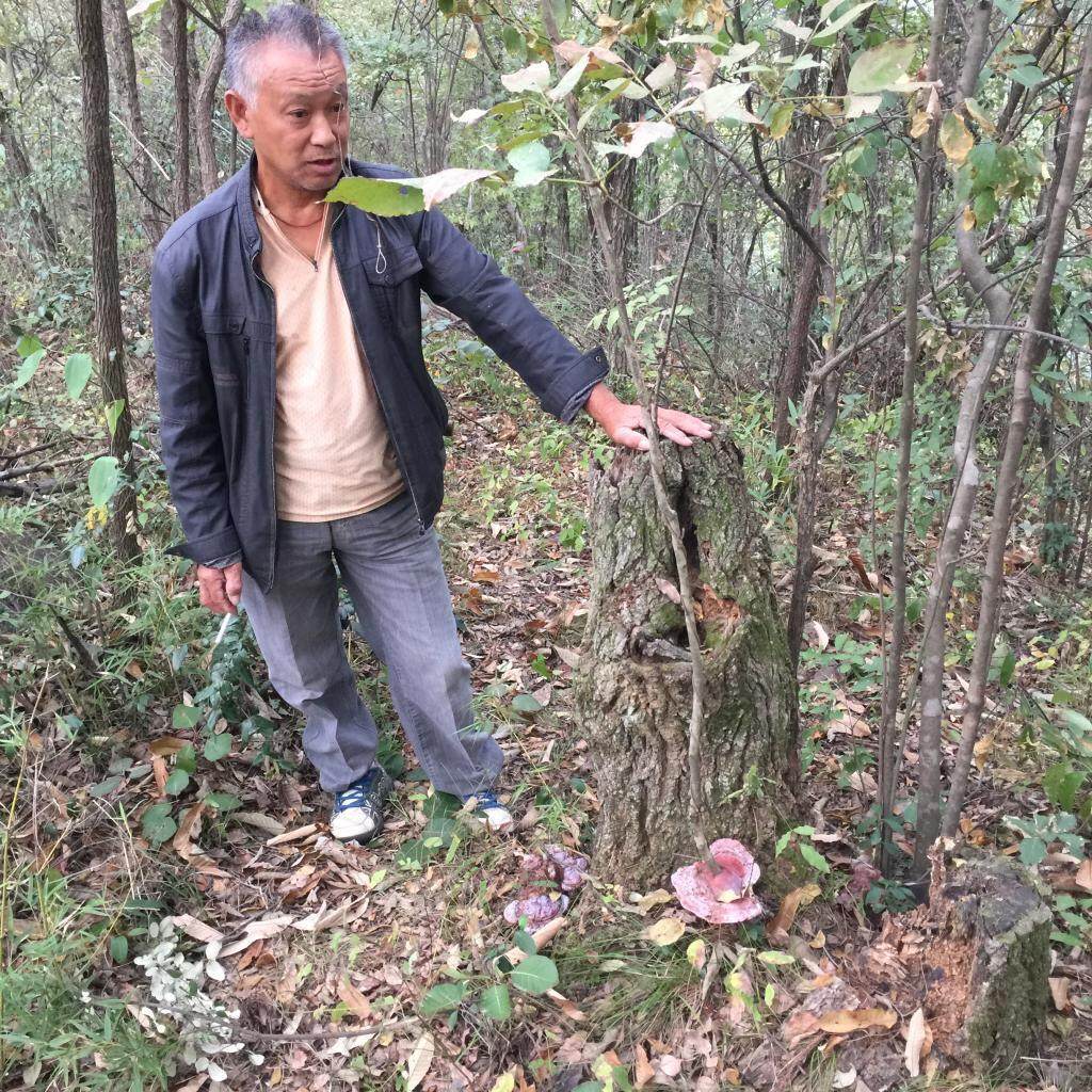 2神片农CPH架深山野生特大赤枝灵芝菌天然整胜长白山林芝50g可切