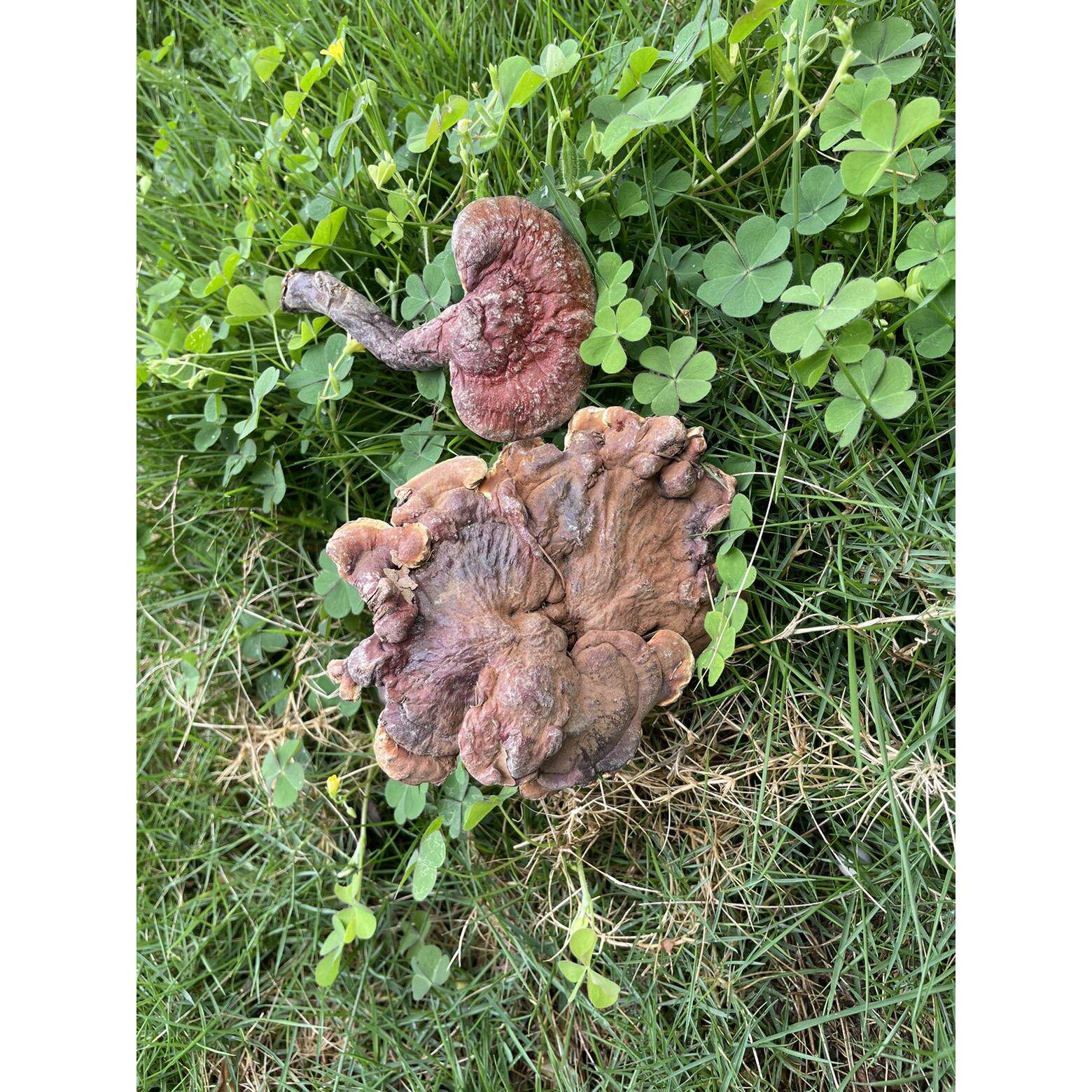 切神农架野生赤灵芝林NXE野生芝野生芝整灵枝可代片打粉