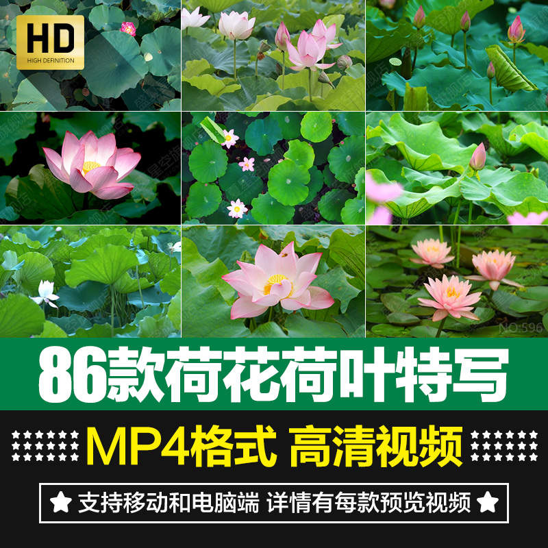 荷花荷叶实拍特写视频素材