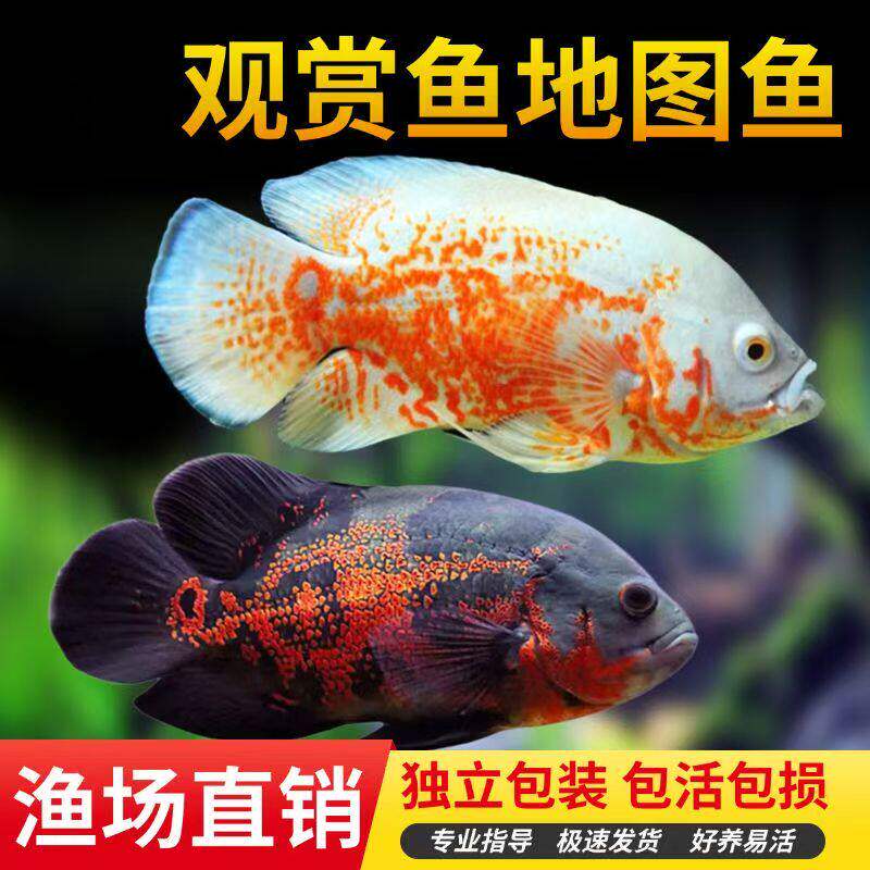 黑白地图鱼猪仔鱼鹦鹉鱼银龙鱼中大型淡水宠物热带观赏鱼活体图片