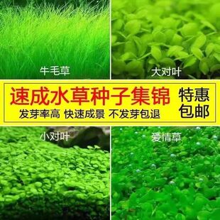 生态鱼缸专用水草种子四季养鱼速成草坪造景大小对叶牛毛草籽套餐