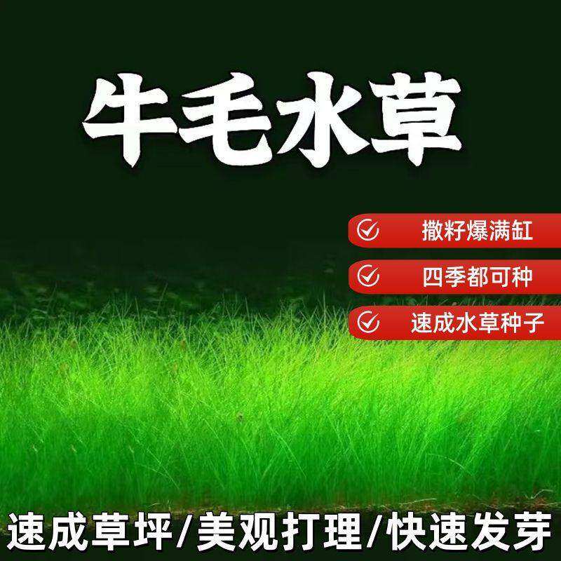 生态鱼缸专用水草种子四季养鱼速成草坪造景大小对叶牛毛草籽套餐