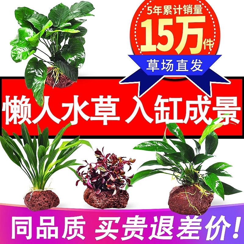 鱼缸火山石水草活体装饰淡水植物莫斯沉木水榕水族箱造景懒人套餐