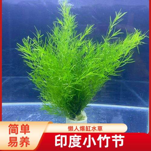 印度竹节草好养耐活水草植物孔雀鱼虾躲避中后景淡水增氧净化水质
