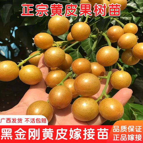 黑金刚黄皮果树嫁接苗当年结果