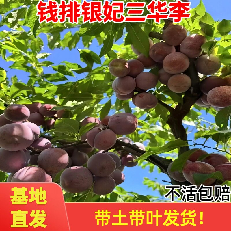三华李子树苗正宗嫁接钱排银妃红肉早熟三月李苗带土南方种植庭院