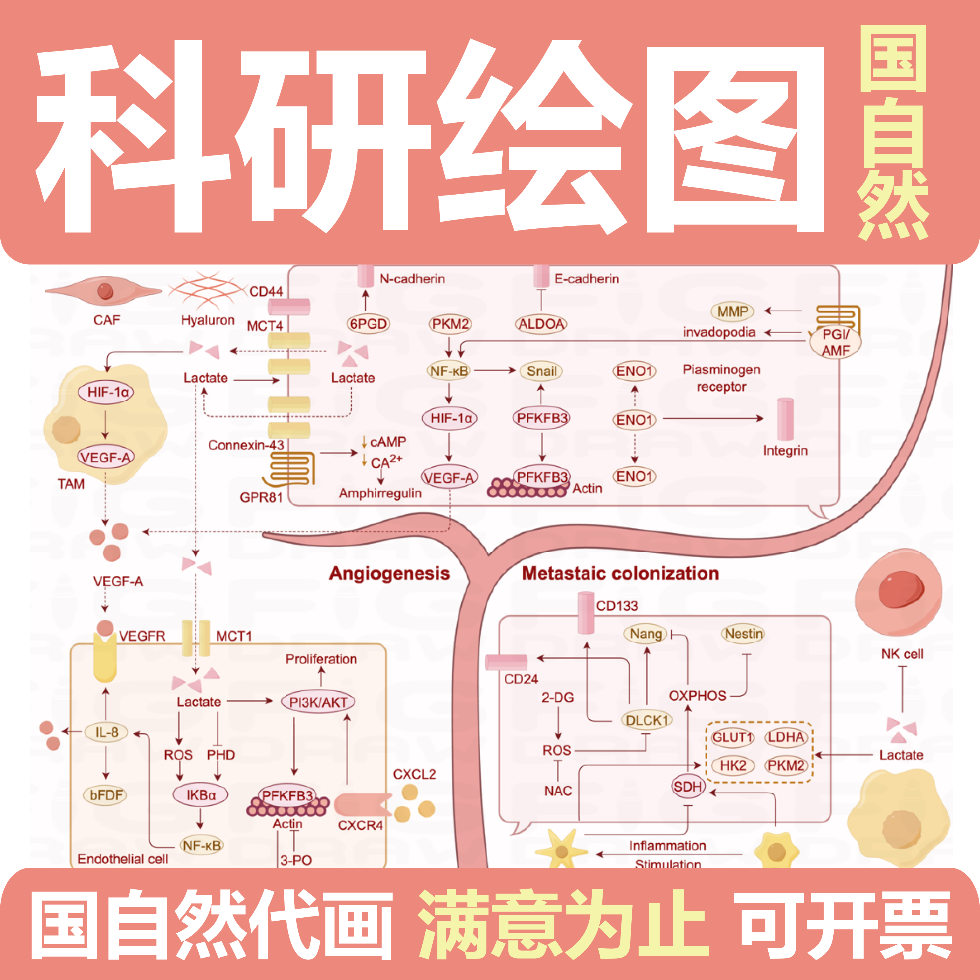 科研绘图代画/国自然代画/信号通路图/假说图/技术路线图/示意图