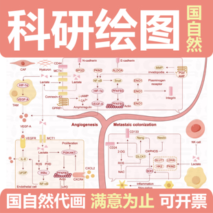 科研绘图代画/国自然代画/信号通路图/假说图/技术路线图/示意图