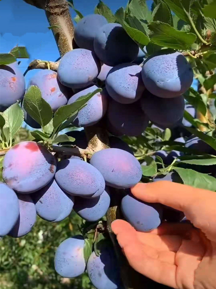 西梅树树苗果树苗庭院种植特大当年结果南方北方盆栽西梅李子苗