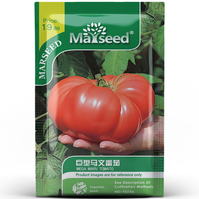 美国超大体型马文巨型牛排大果番茄沙瓢多汁风味浓郁种孑子籽