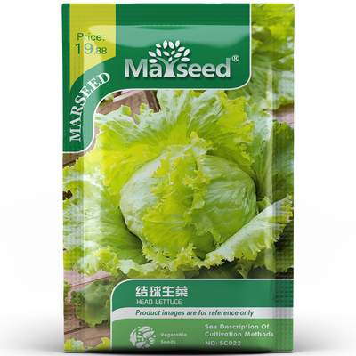 脆嫩球形结球生菜沙拉新鲜爽口生吃四季农家阳台盆栽蔬菜种孑子籽