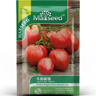 心型传家宝牛心番茄种子种苗清甜浓郁小时候 味道蔬菜B049