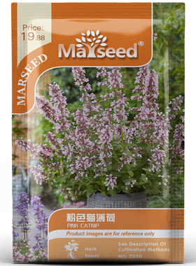 花园猫界的快乐粉红猫薄荷美丽芳香庭院室外园艺种植观赏种子孑籽