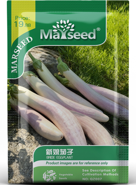 特色品种新娘茄子颜值口感兼具阳台庭院烹饪好吃蔬菜种子种苗A195