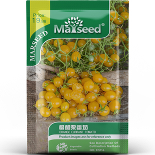 迷你美味橙醋栗番茄清甜爆汁可点缀沙拉阳台庭院蔬菜种子种苗A055