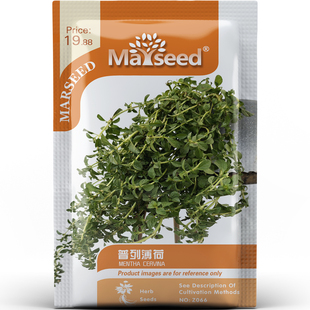 可驱蚊普列薄荷香草摆盆祛异味园艺观赏家庭阳台盆栽种子种苗A169