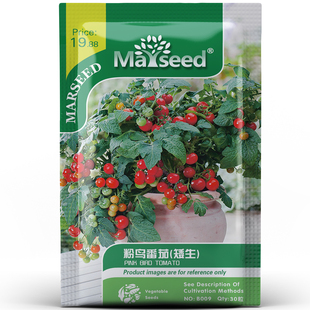 進口金絲雀矮生小櫻桃番茄種子孑苗學生觀察植物盆栽 陽臺系列