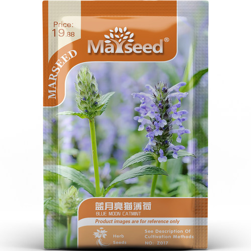 快乐草蓝月亮猫薄荷叶片鲜嫩猫咪爱互动阳台盆栽庭院香草种子种苗