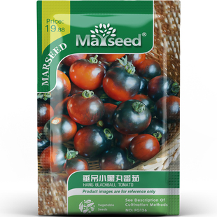 瀑布式 垂吊小黑丸樱桃番茄果香浓郁美味蔬菜阳台窗台种子种苗A058