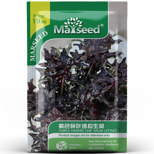 梦幻紫色碎叶沙拉菜脆嫩微甜细碎紫艳摆盘添色彩盆栽好活种孑子籽