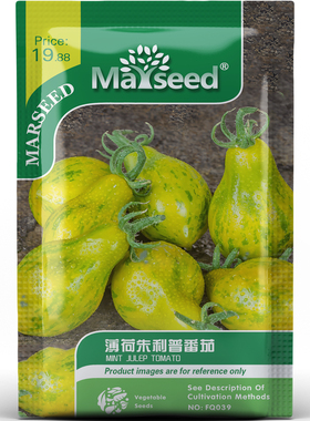 稀有特色薄荷朱利普番茄清新美味蔬菜家庭盆栽易成活种子种苗A028