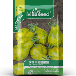 稀有特色薄荷朱利普番茄清新美味蔬菜家庭盆栽易成活种子种苗A028