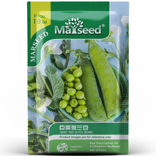 宽大高产巨荚荷兰豆脆嫩无渣清甜多汁田园地栽蔬菜种孑子籽