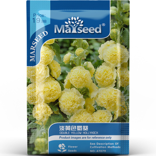 夏日温柔风淡黄色蜀葵灵动清新公园绿化花海园艺造景花卉种子种苗