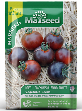 【MARSEED火星家】传家宝indigo blueberry蓝莓番茄种子苗