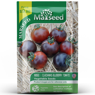 【MARSEED火星家】传家宝indigo blueberry蓝莓番茄种子苗