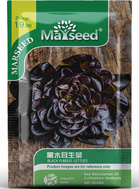 特别色彩黑木耳生菜清爽不腻低卡高水分蔬菜春秋盆栽种子种苗A193
