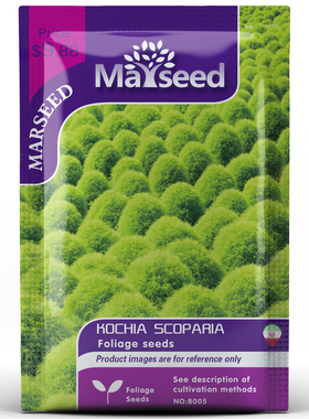 【MARSEED火星家】地肤花卉种子籽孑扫帚苗观赏花卉草花籽