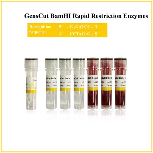 快速限制性内切酶 核酸内切酶 GensCut BamHI (GSR004)