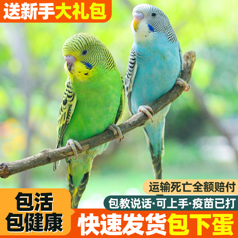会学说话可上手送鸟粮