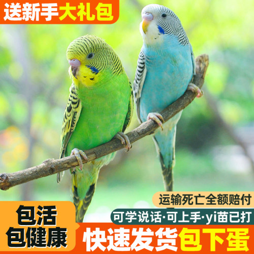 会学说话可上手送鸟粮