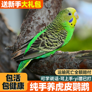 良姗博手养鹦鹉活鸟活物虎皮鹦鹉小鸟活鸟会学说话的鸟类活鸟宠物
