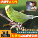 良姗博成年虎皮鹦鹉繁殖鸟下蛋鸟种鸟中小型彩色鹦鹉鸟宠物鸟活体