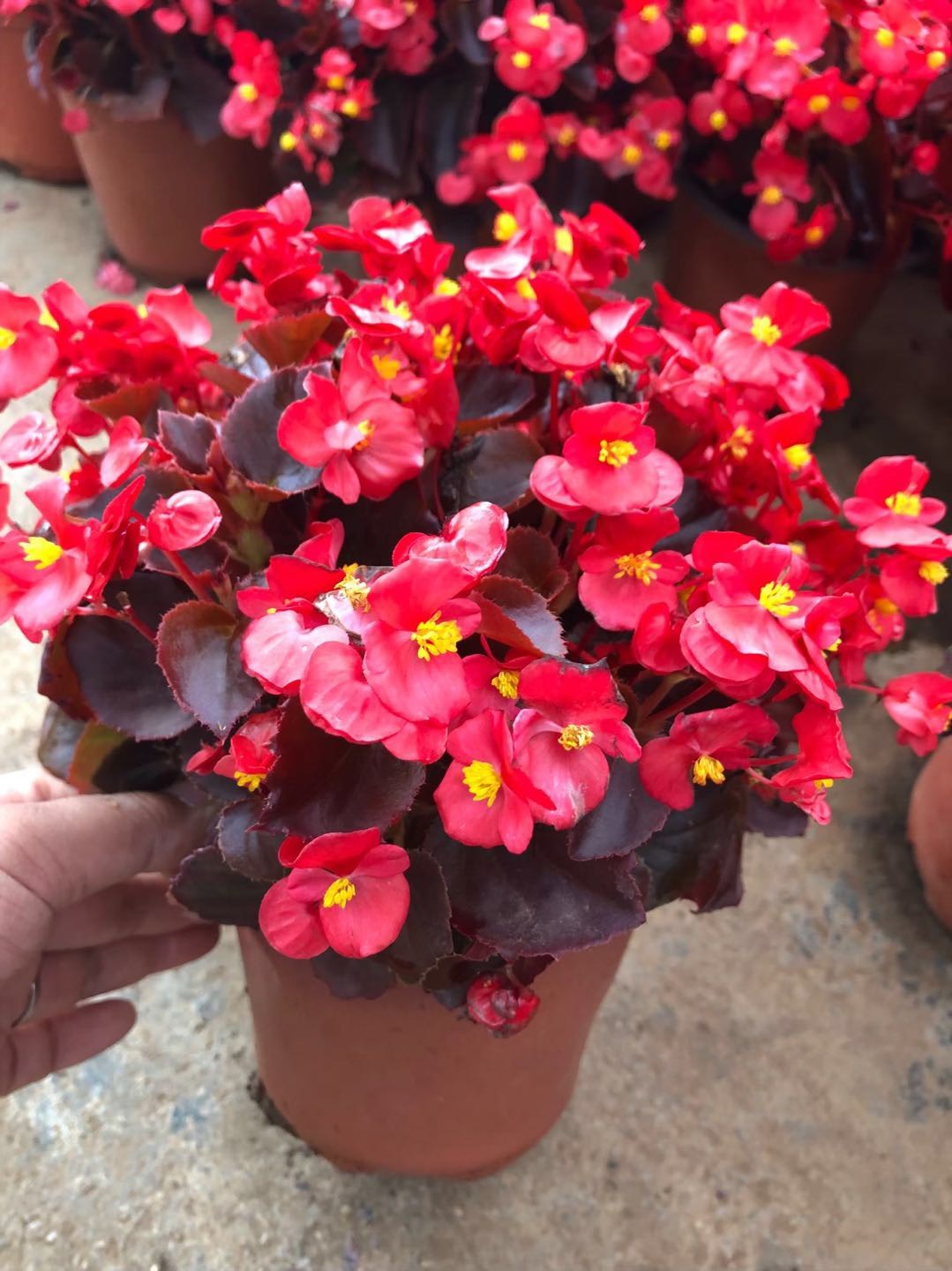 海棠花四季小叶红海棠花开花四季盆栽花卉花期长花卉室内花卉包邮