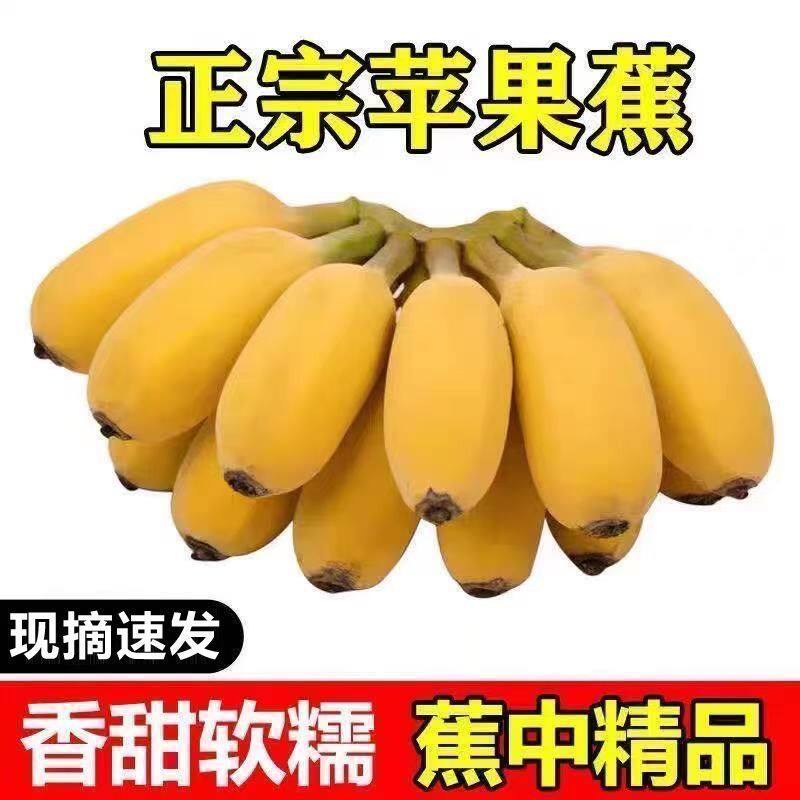 正宗广西苹果蕉粉蕉非小米蕉